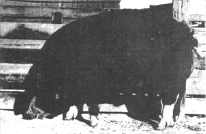 Raising Hogs on Your Homestead Image